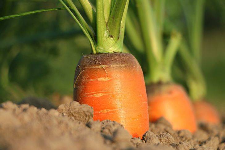 Почему трескается морковь на грядке: ошибки огородника