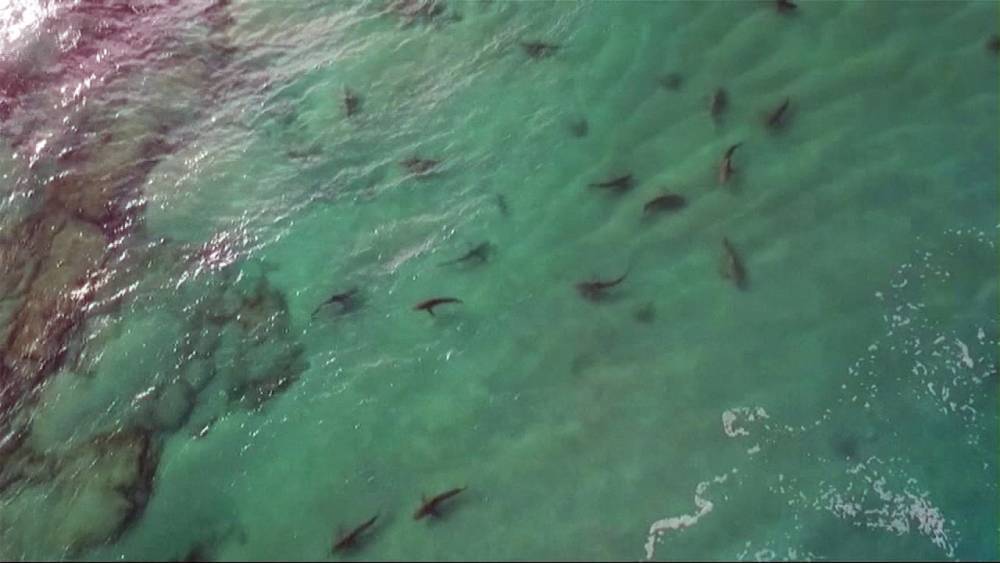 Огромное скопление глубоководных акул обнаружено у побережья Тель-Авива
