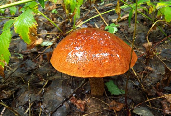 Фото: грибники поделились новостями с грибных мест в Ленобласти