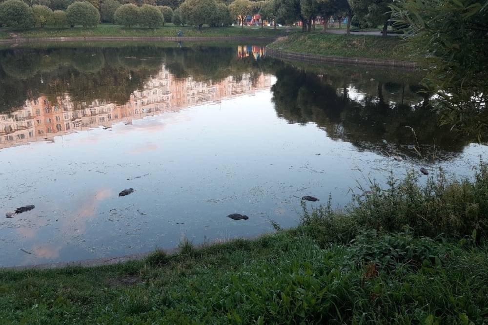 Петербуржцы пожаловались на массовую гибель уток в Яблоневом саду