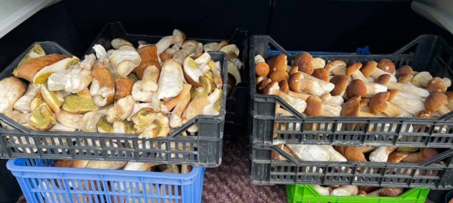 Белые наступают - будем брать: жители Карелии делятся рекордами собранных грибов (ФОТОФАКТ)