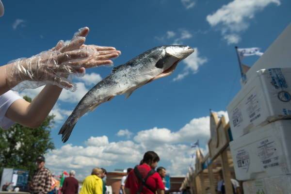 В Петербурге за полгода изъяли полтонны морепродуктов и рыбы
