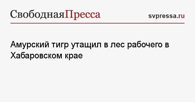 Амурский тигр утащил в лес рабочего в Хабаровском крае