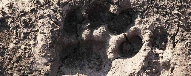 В Хабаровском крае лесоруб погиб от нападения амурского тигра