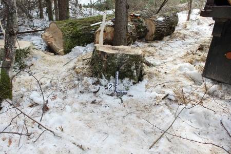 В Кунгуре местный житель признан виновным в незаконной рубке леса