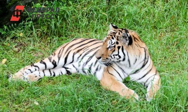 Нападение тигра в Хабаровском крае: появились новые версии