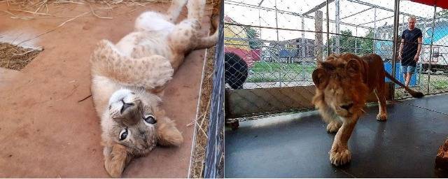 В Волгоградской области Росимущество выставило на торги спасенного от контрабандистов львенка