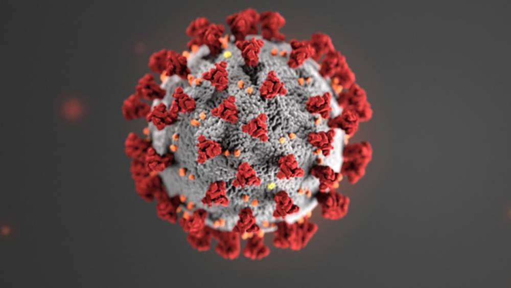 Одно антитело способно защитить ото всех мутаций коронавируса