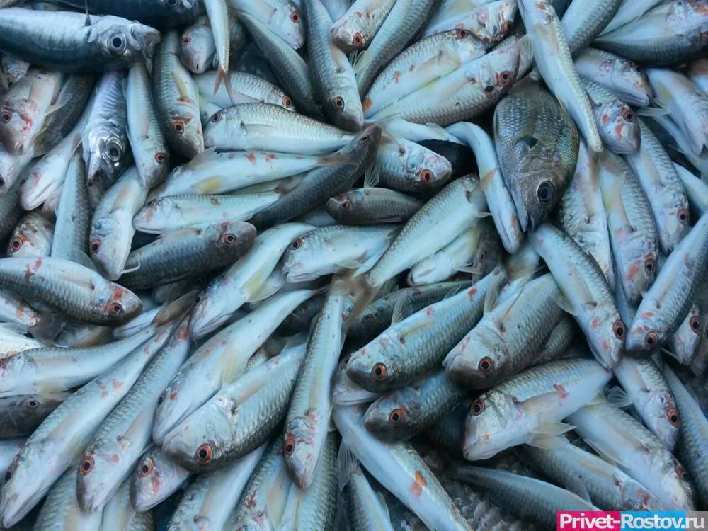 Прокуратура заинтересовалась информацией о массовой гибели рыбы в Ростовской области