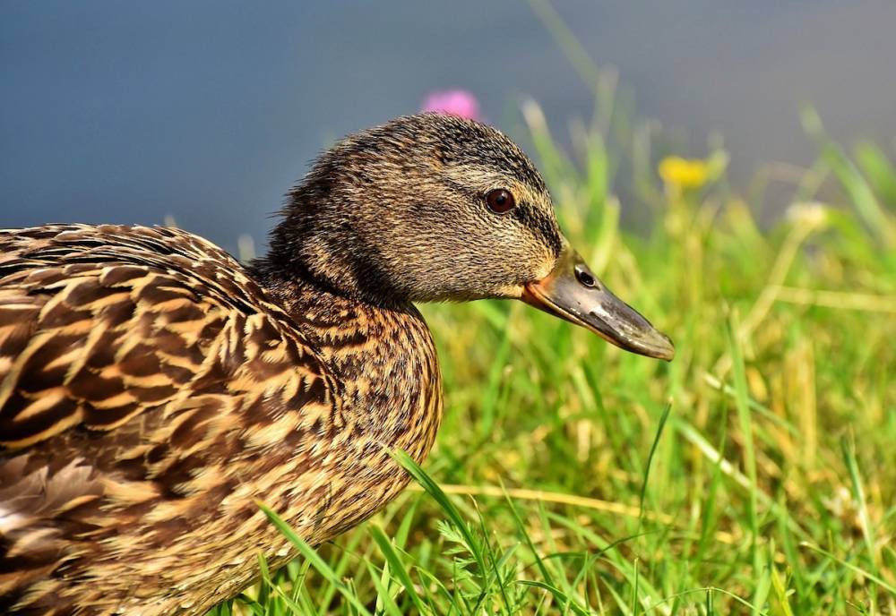 Петербуржцев призвали не кормить уток после жалоб на массовую гибель птиц в городских водоемах