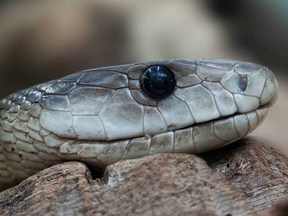Австралийские ученые: Подслеповатые морские змеи во время брачного периода часто атакуют аквалангистов, принимая их за самок