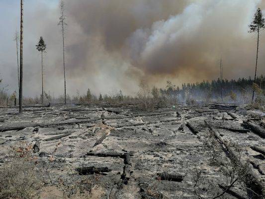 В Мордовии и Нижегородской области введен режим ЧС из-за лесных пожаров