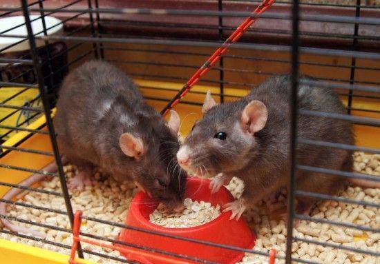 Можно ли обучить декоративных крыс забавным трюкам?