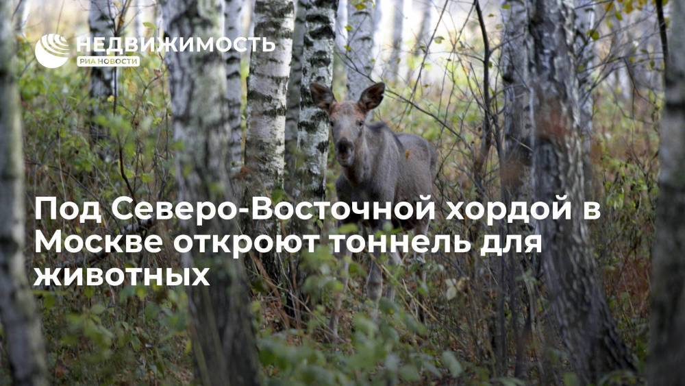 Под Северо-Восточной хордой в Москве откроют тоннель для животных