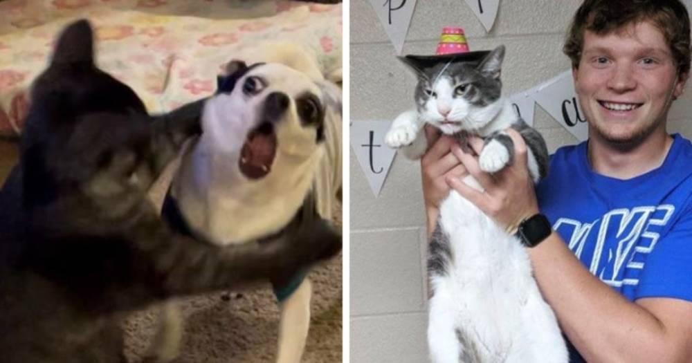 17 забавных фото котов и собак, чьи чувства и эмоции явно написаны на мордочках