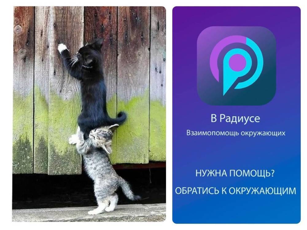 В Новосибирске заработало мобильное приложение для взаимопомощи людей