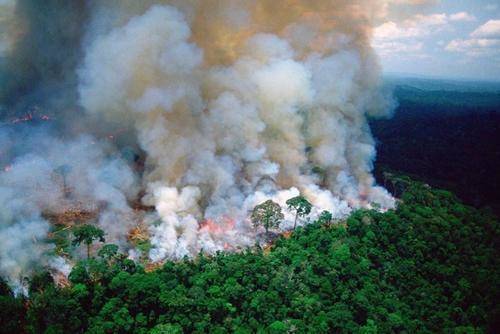 Россия лидирует по количеству лесных пожаров и подтоплений
