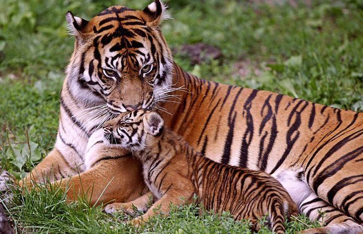 Хищное животное вышло к людям: как мужчине удалось спасти тигрицу
