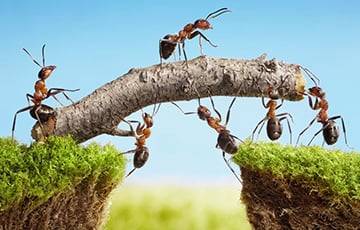 Ученые выяснили, как муравьи строят свои города