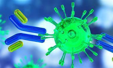 Пандемия COVID-19: обнаружено антитело, защищающее от всех штаммов коронавируса