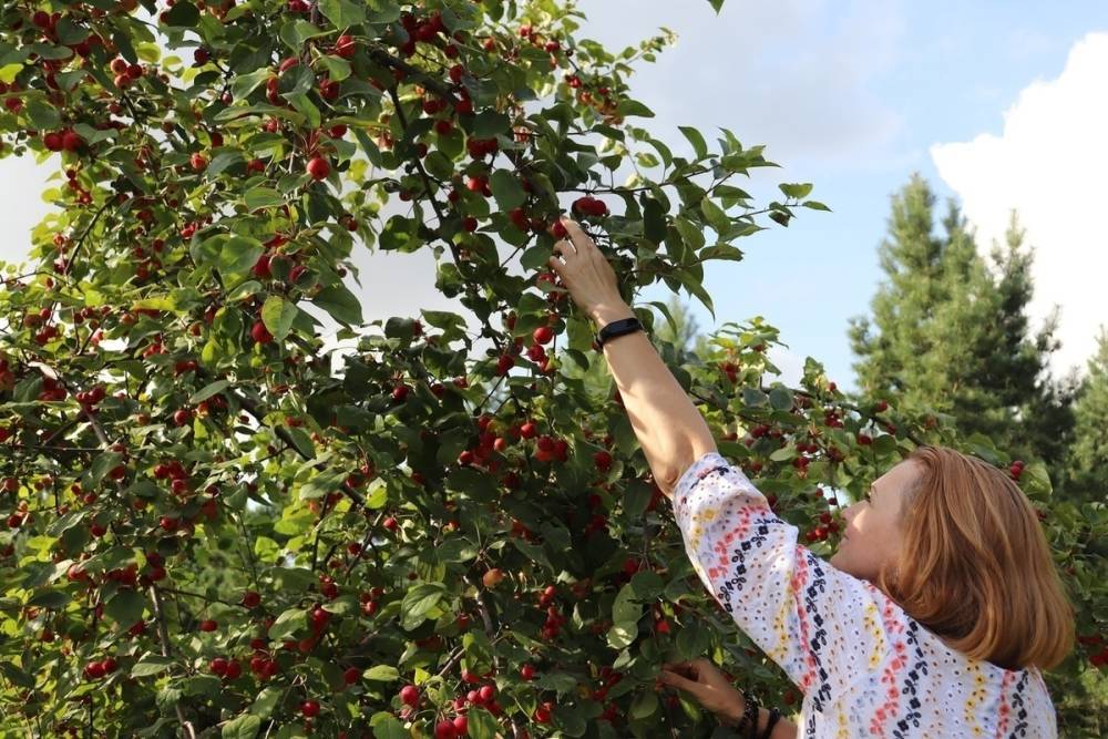 Жители Красноярска арендуют велоповозки для сбора яблок на Татышеве