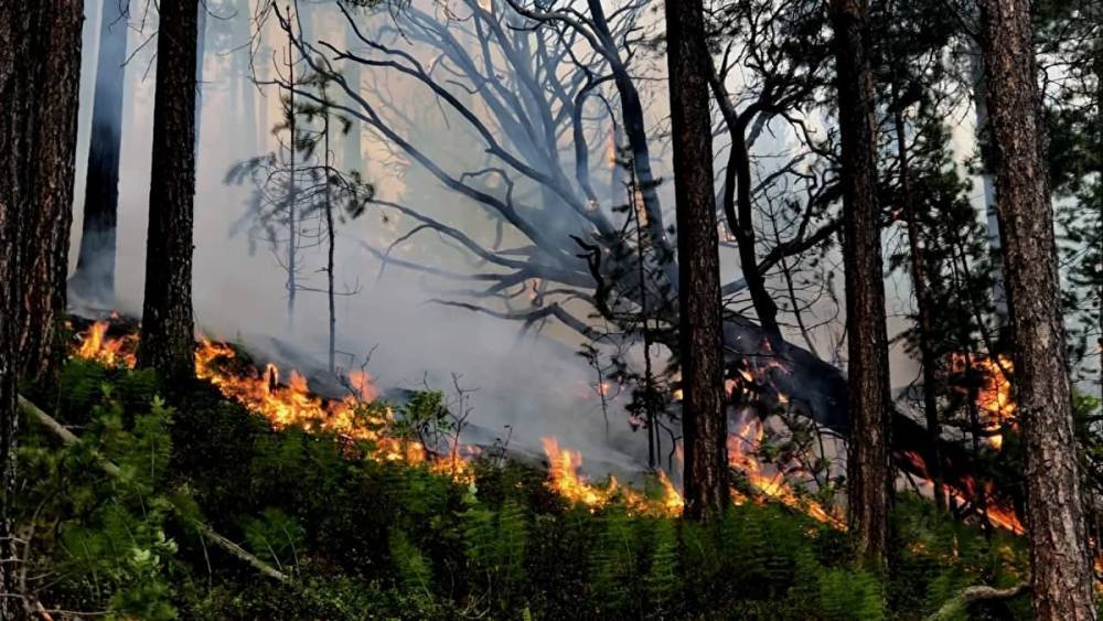 За сутки площадь лесных пожаров в Югре увеличилась в 5,6 раза