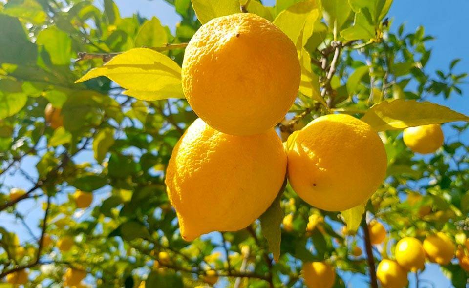 Узбекистан получил разрешение на экспорт лимонов в Китай