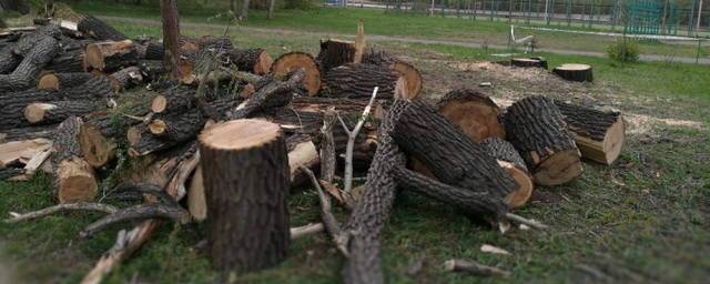 В Омске планируют масштабную вырубку деревьев для строительства детских садов