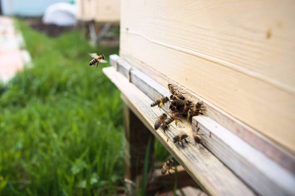 В Сухом Логу из-за распыления пестицидов массово вымирают пчелы