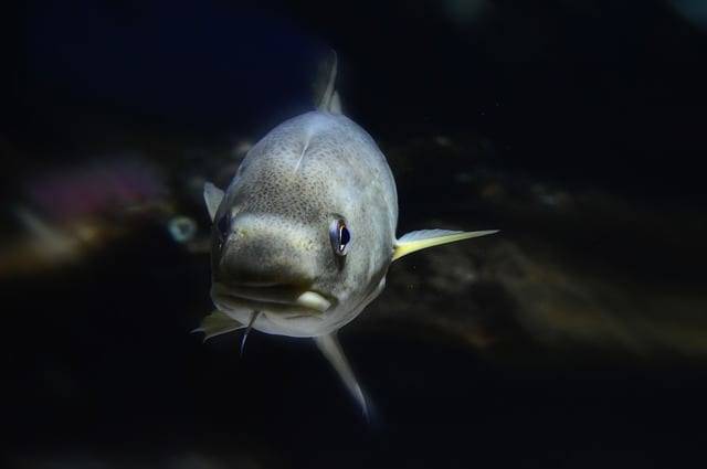 В Липецкой области 40% рыбы заражено паразитами