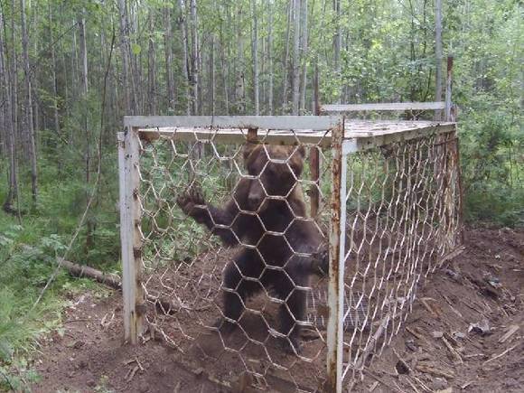 В Приангарье посреди леса нашли истощенного медведя в клетке (фото)