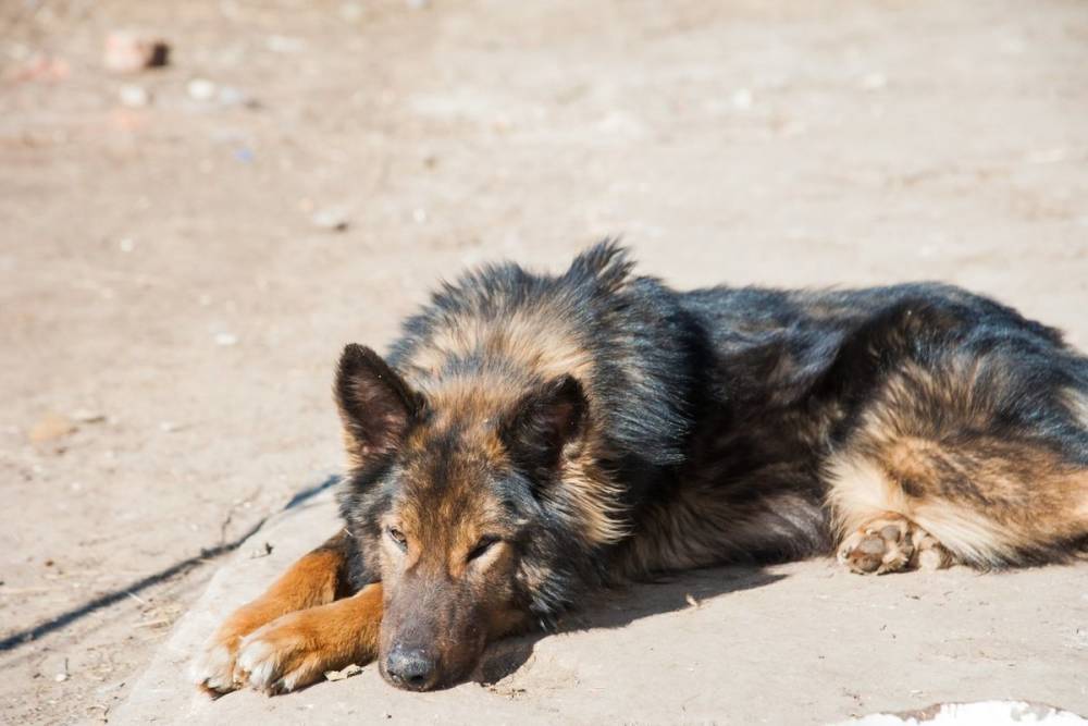 В Волгограде обнаружили захоронение бездомных собак с бирками