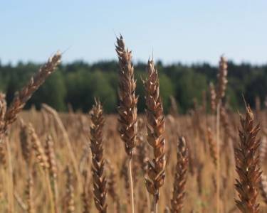 В Прикамье введён режим ЧС в связи с потерями урожая от засухи