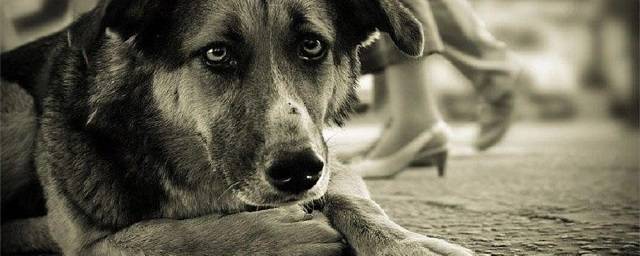 В Волгограде проводится проверка после обнаружения массового захоронения бездомных собак