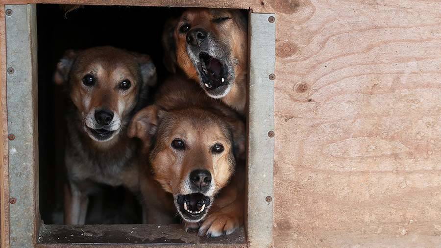 В Волгограде обнаружили массовое захоронение собак