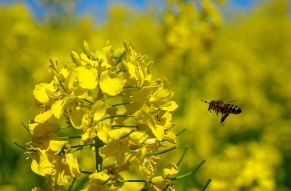 Свердловские пчеловоды готовят иск на 9 млн рублей из-за массовой гибели насекомых