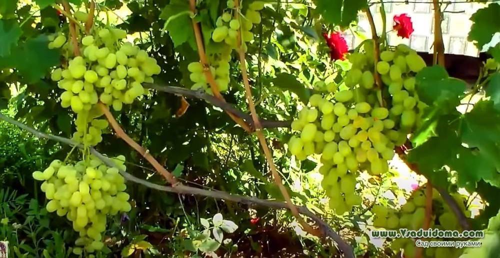Виноград в конце лета – что обязательно нужно сделать?