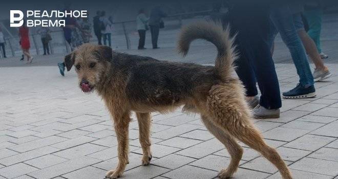 Прокуратура проведет проверку после нападения собаки на ребенка в Татарстане