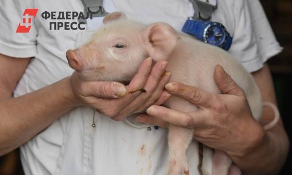 Африканская чума свиней может прийти в регионы РФ: эксперт оценил риски