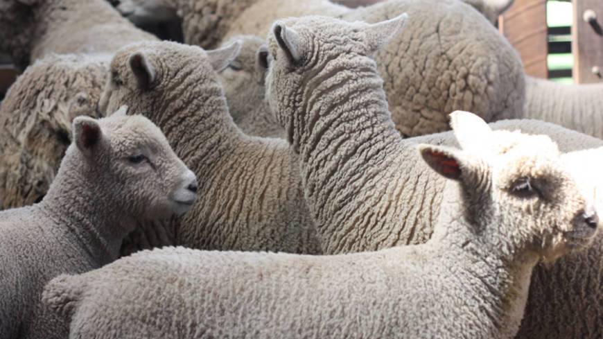 Австралиец создал огромное сердце из стада овец в память об умершей тете (ВИДЕО)