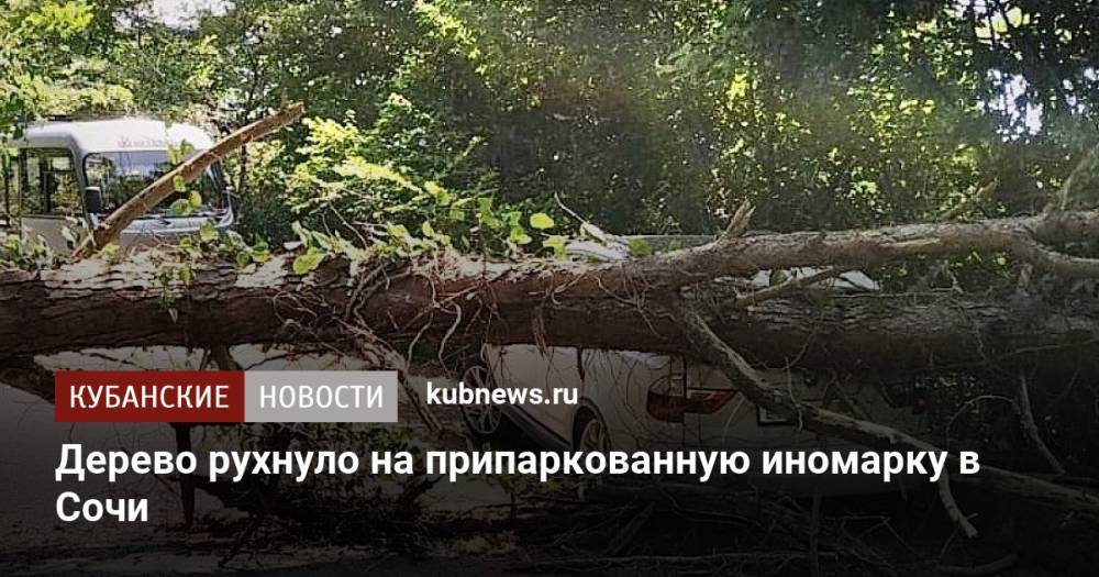 Дерево рухнуло на припаркованную иномарку в Сочи