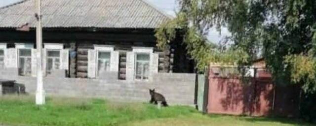 В Ачинском районе участковый застрелил медведя, гулявшего по поселку