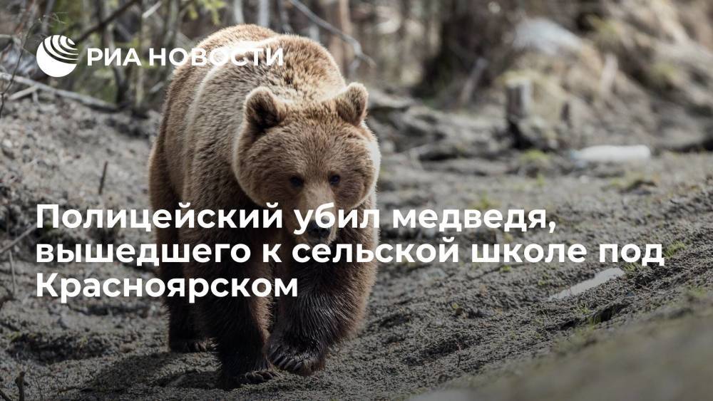 Полицейский убил медведя, вышедшего к сельской школе в Ачинском районе Красноярского края