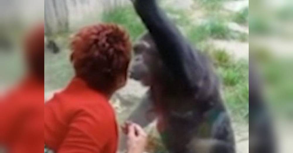 Жінці заборонили відвідувати бельгійський зоопарк через її роман з шимпанзе