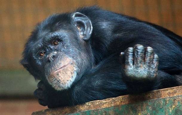 Бельгийке запретили посещать зоопарк из-за "дружбы" с шимпанзе