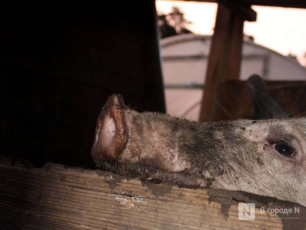 Жителю Навашина грозит штраф за сокрытие гибели свиней от АЧС