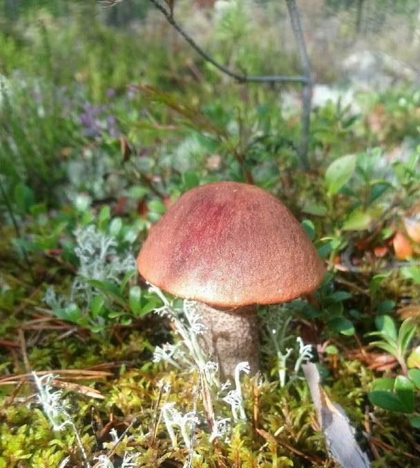 Очередной «гигант» среди белых грибов был найден в Приозерском районе — видео
