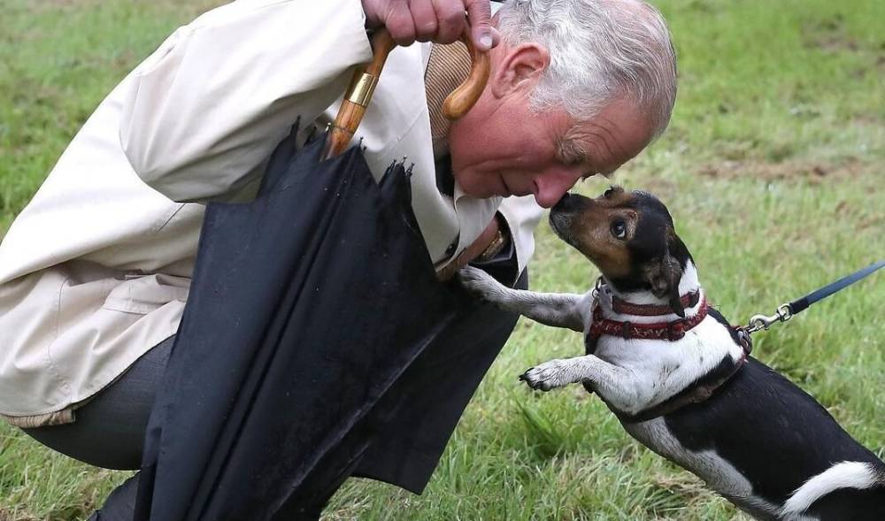 Принц Чарльз в Международный день собак показал новые трогательные фото с домашними любимцами