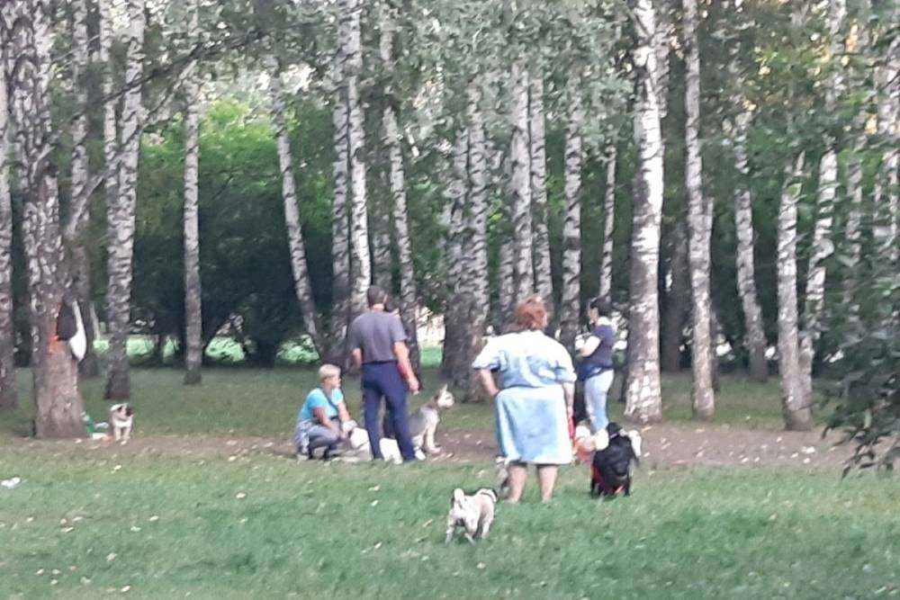 Жители Затулинки пожаловались на алкашей и агрессивных собак в аллее рядом с администрацией в Новосибирске