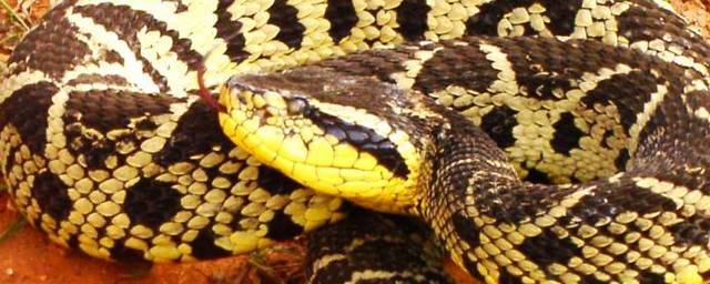 Яд змеи жараракусу может стать лекарством от коронавируса